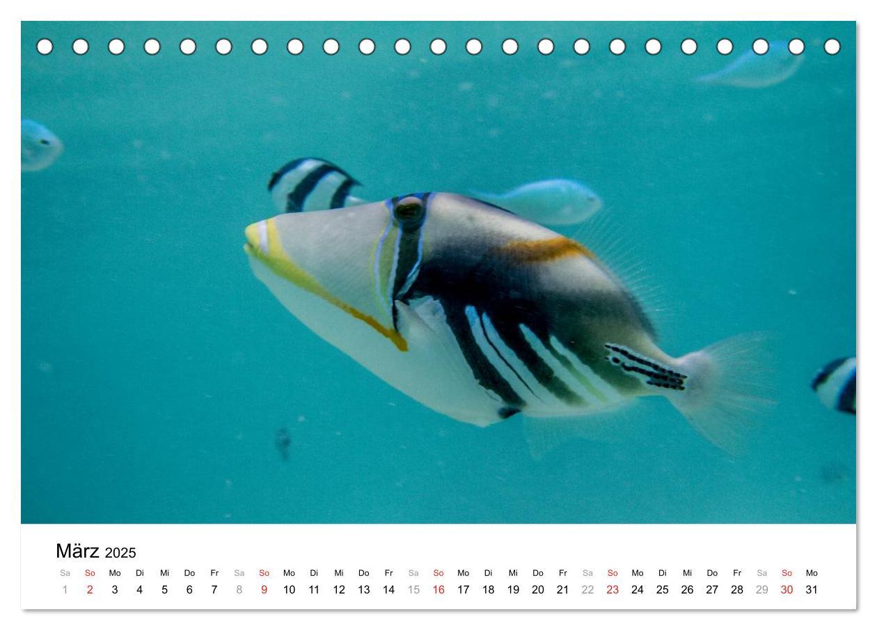 Bild: 9783435808144 | Unterwasserwelt der Malediven I (Tischkalender 2025 DIN A5 quer),...