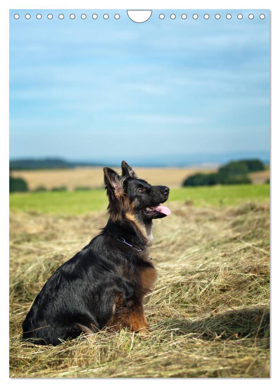 Bild: 9783457001493 | Schäferhunde Langstockhaar zum verlieben (Wandkalender 2025 DIN A4...