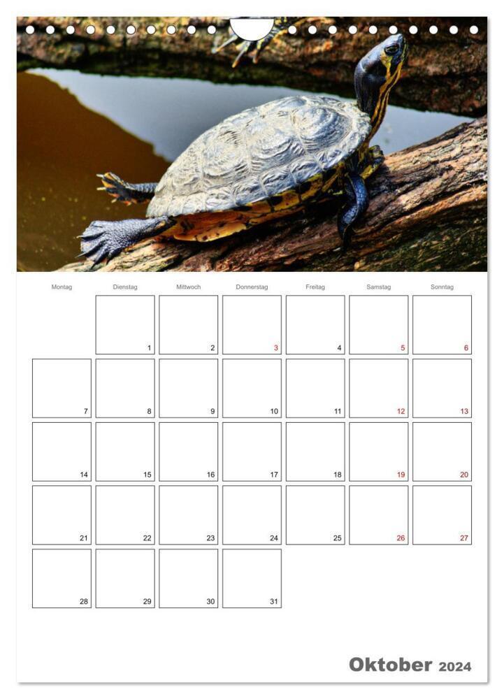 Bild: 9783383242717 | Langsame Schildkröten (Wandkalender 2024 DIN A4 hoch), CALVENDO...