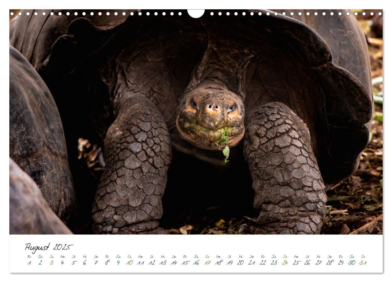 Bild: 9783383882302 | Wildes Galapagos - Die Tiere der Galapagos Inseln (Wandkalender...