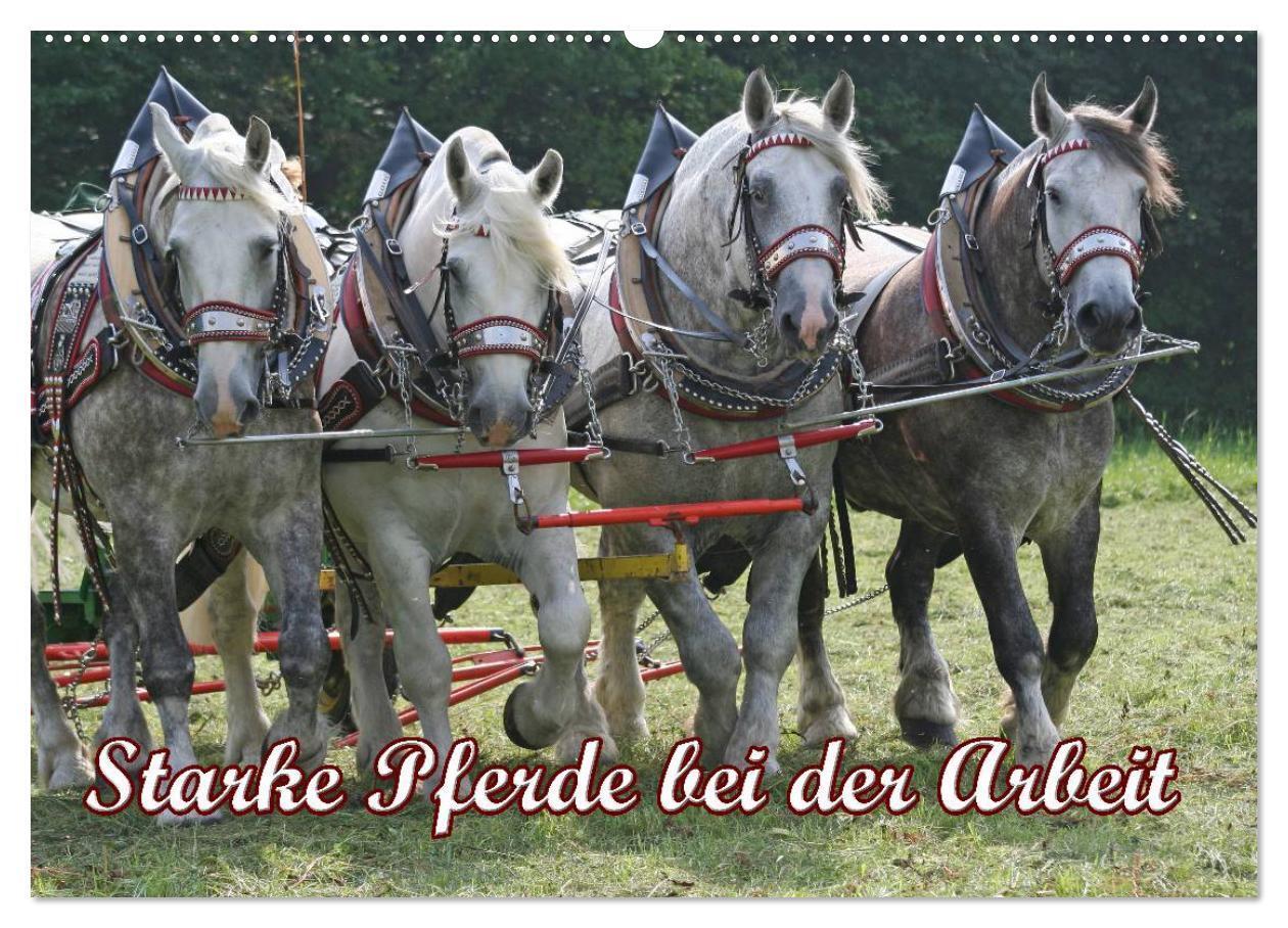 Cover: 9783675637238 | Starke Pferde bei der Arbeit (Wandkalender 2024 DIN A2 quer),...