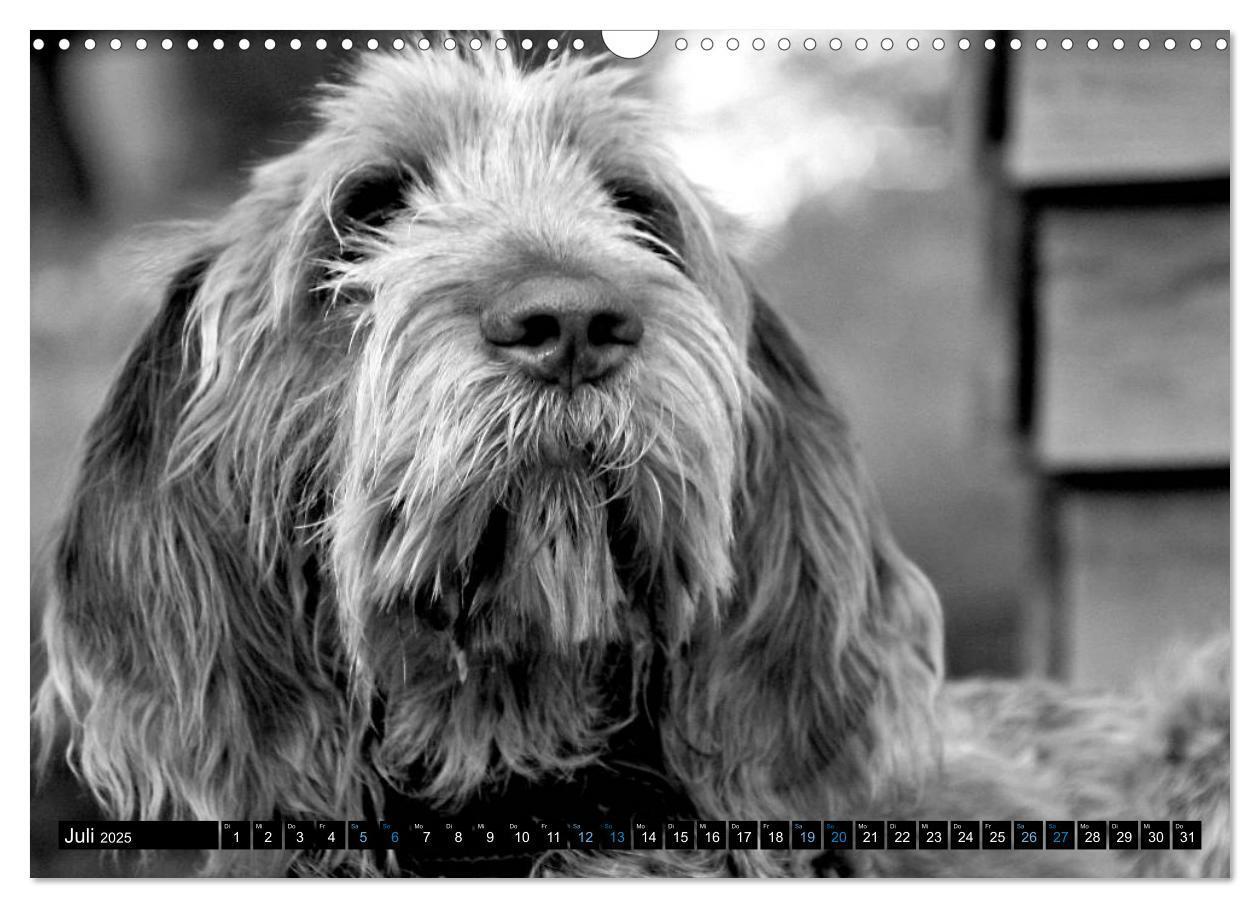 Bild: 9783435629510 | Carissimo Spinone Italiano (Wandkalender 2025 DIN A3 quer),...