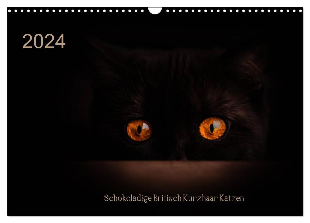 Cover: 9783675463325 | Schokoladige Britisch Kurzhaar Katzen (Wandkalender 2024 DIN A3...