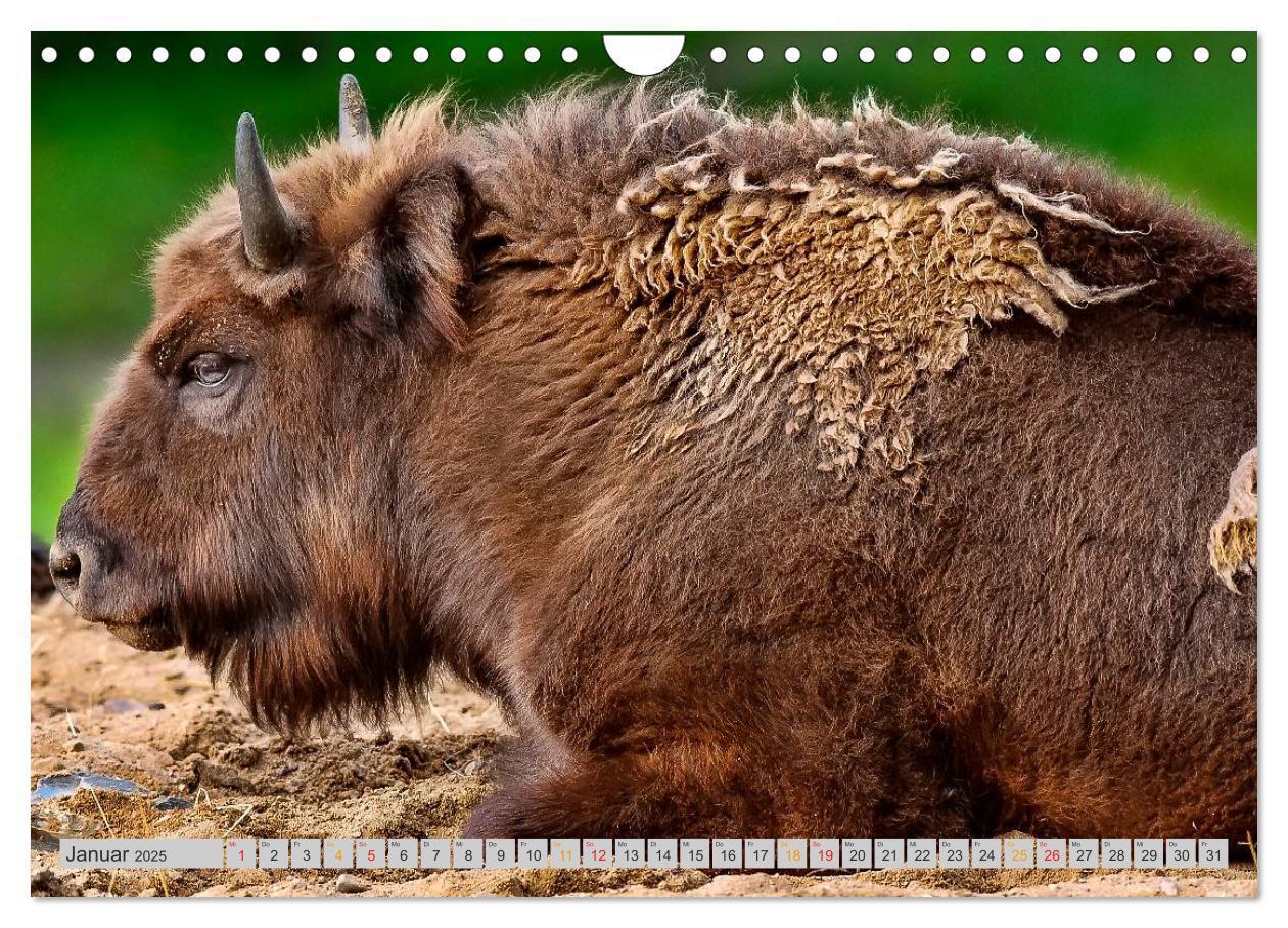 Bild: 9783435580552 | Bison und Wisent - Riesen mit unbändiger Kraft (Wandkalender 2025...