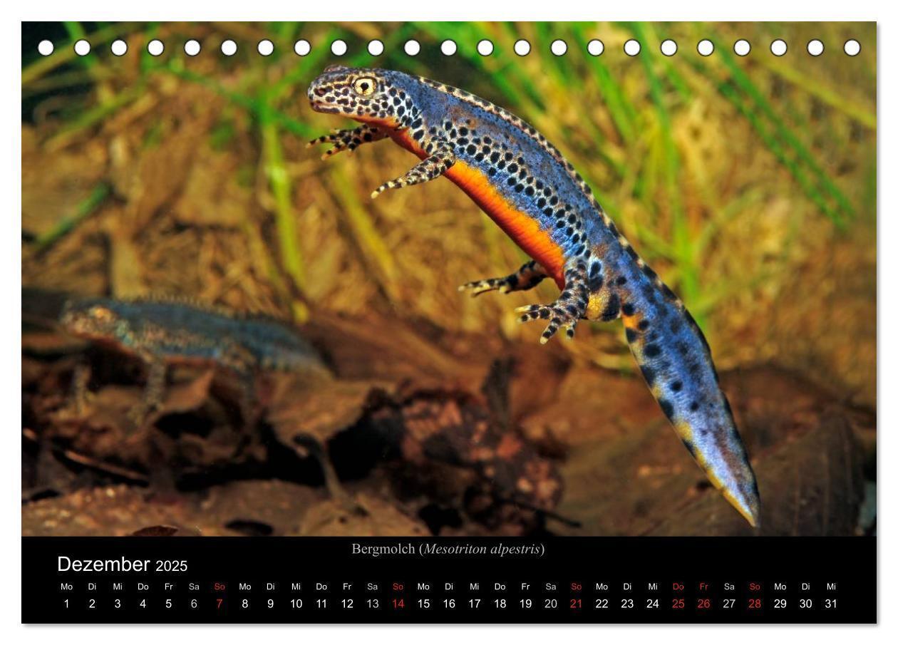 Bild: 9783435771431 | Salamander und Molche (Tischkalender 2025 DIN A5 quer), CALVENDO...