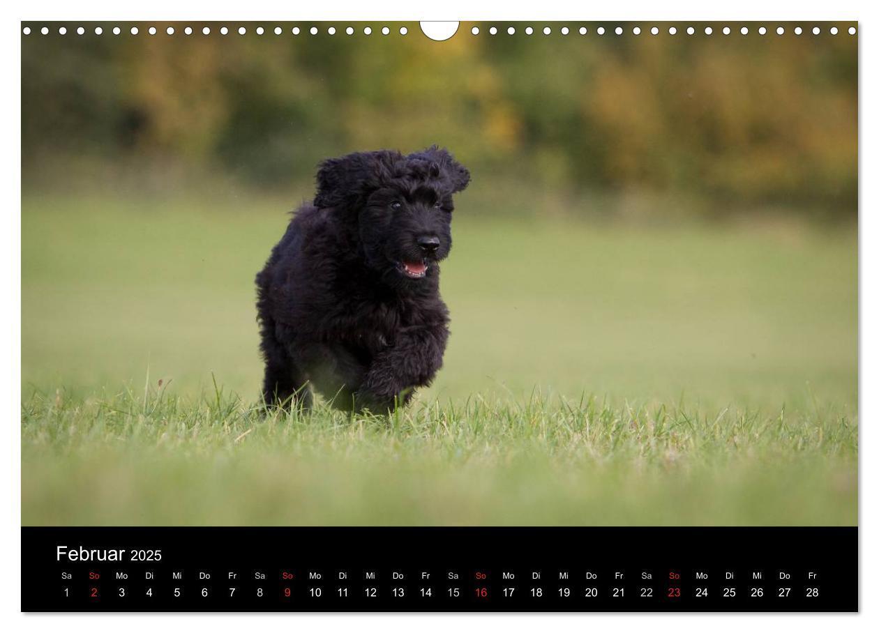 Bild: 9783435834013 | Hundewelpen (Wandkalender 2025 DIN A3 quer), CALVENDO Monatskalender