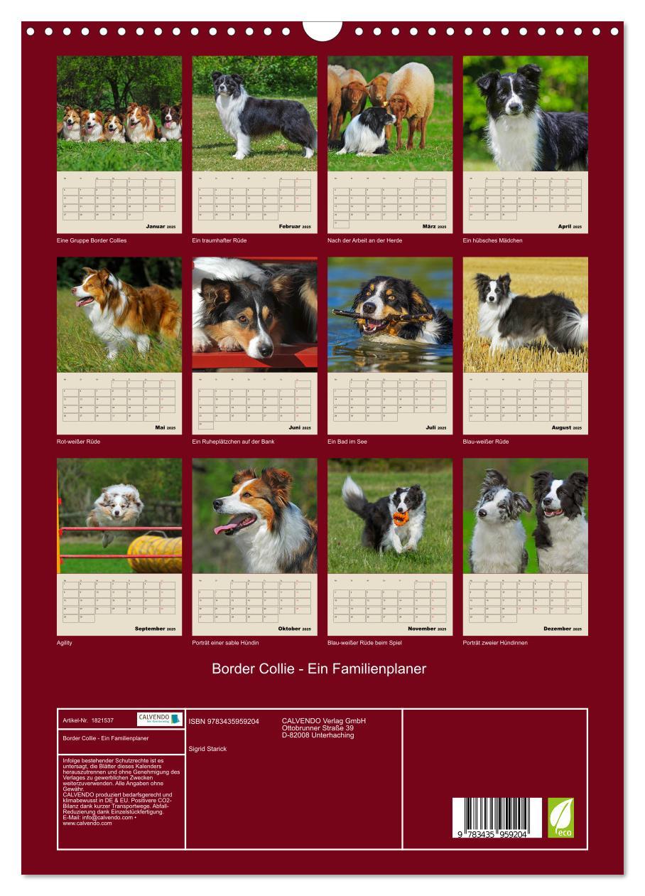 Bild: 9783435959204 | Border Collie - Ein Familienplaner (Wandkalender 2025 DIN A3 hoch),...