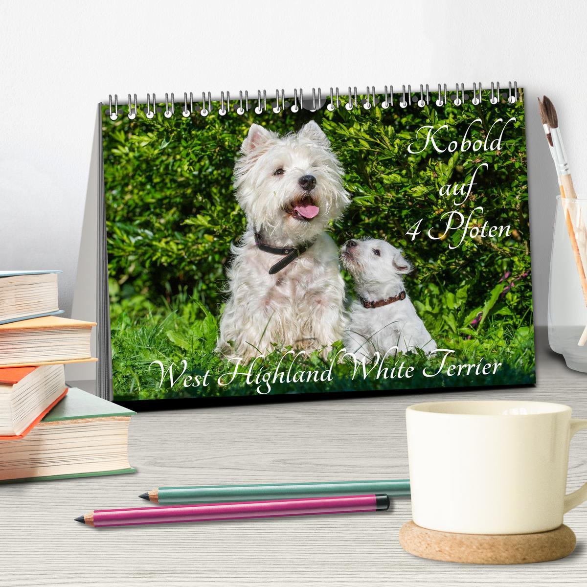 Bild: 9783435461714 | Kobold auf 4 Pfoten - West Highland White Terrier (Tischkalender...