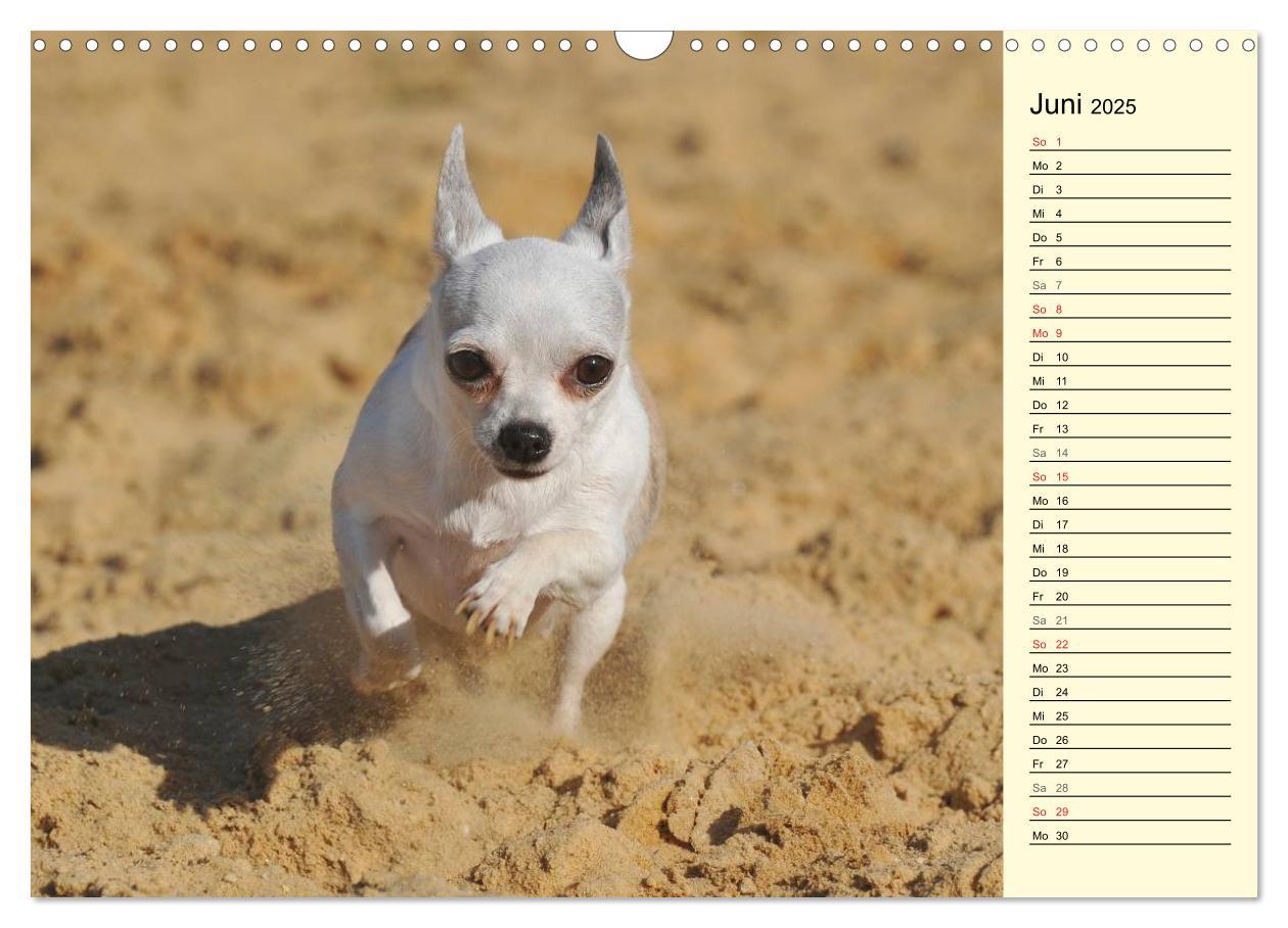 Bild: 9783435541157 | Chihuahua - Kleine Hunde ganz groß (Wandkalender 2025 DIN A3 quer),...