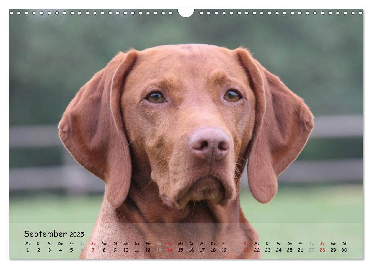 Bild: 9783435630356 | Magyar Vizsla - pure Lebensfreude (Wandkalender 2025 DIN A3 quer),...