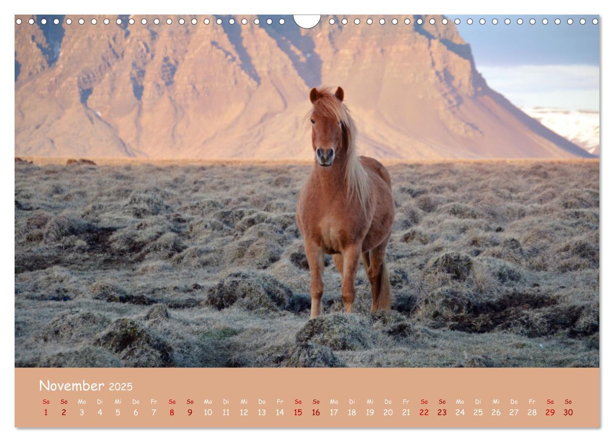 Bild: 9783435071814 | Das Islandpferd (Wandkalender 2025 DIN A3 quer), CALVENDO...