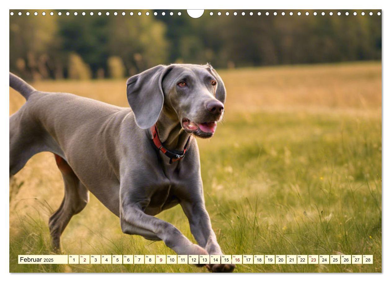 Bild: 9783435979288 | Weimaraner - der ideale Jagdbegleiter (Wandkalender 2025 DIN A3...