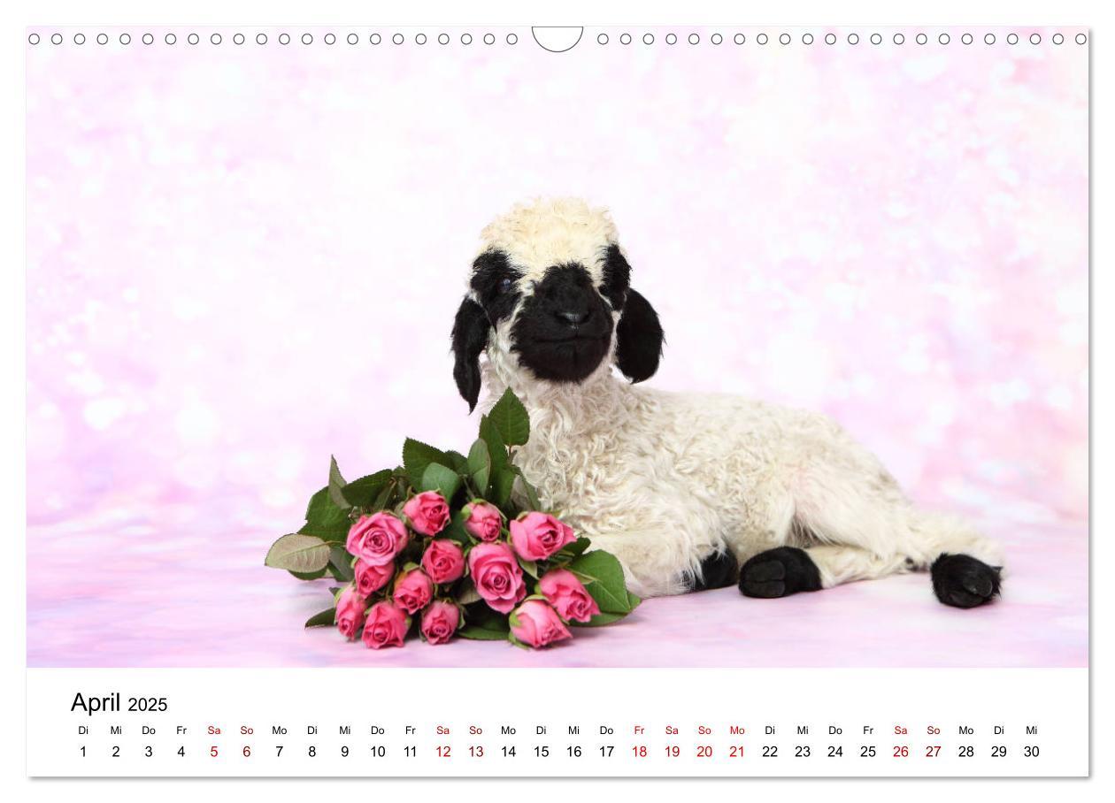 Bild: 9783435327034 | Walliser Schwarznasenschaf Valais Blacknose Sheep (Wandkalender...