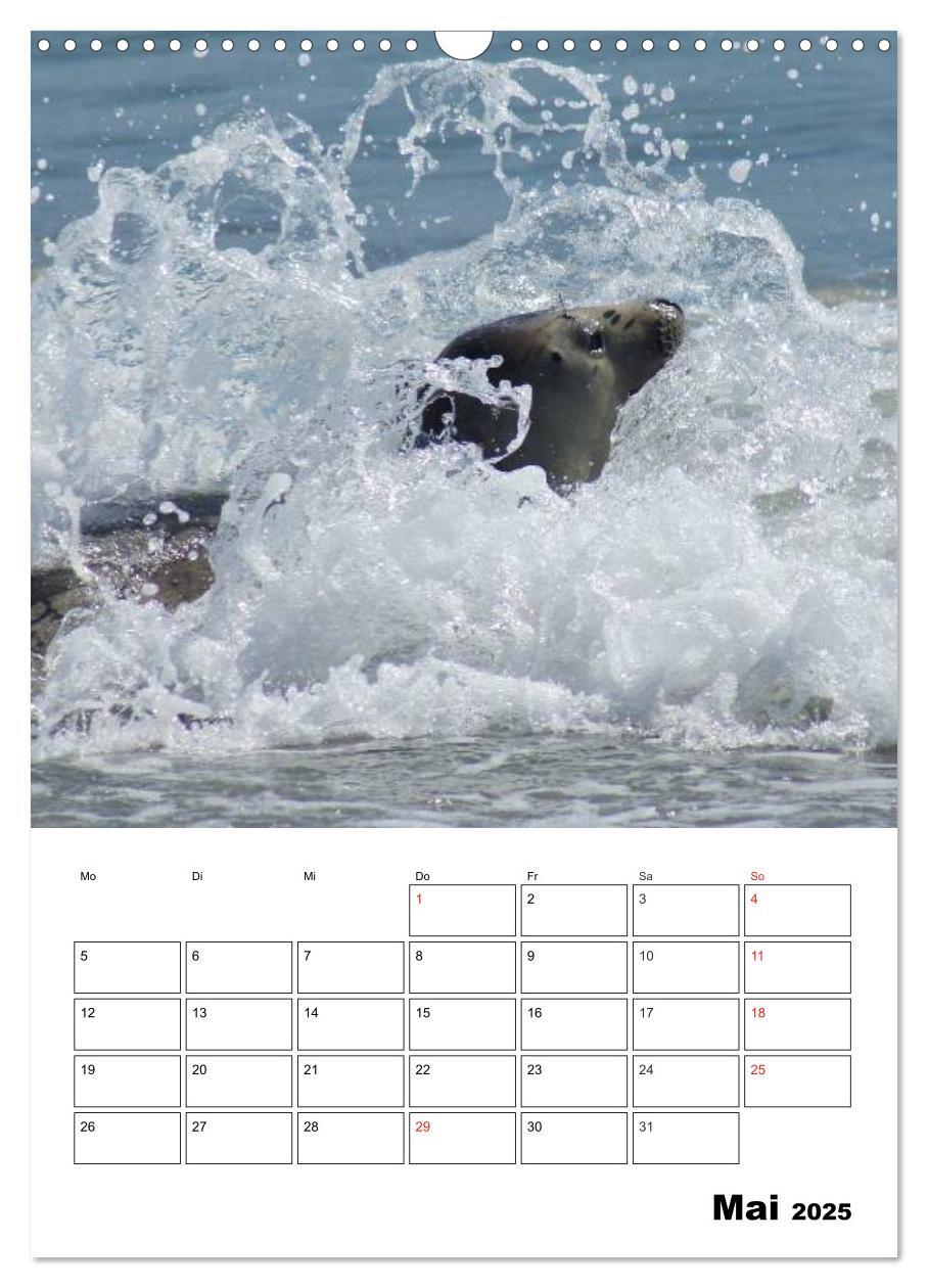 Bild: 9783457010518 | Liebenswerte Robben (Wandkalender 2025 DIN A3 hoch), CALVENDO...