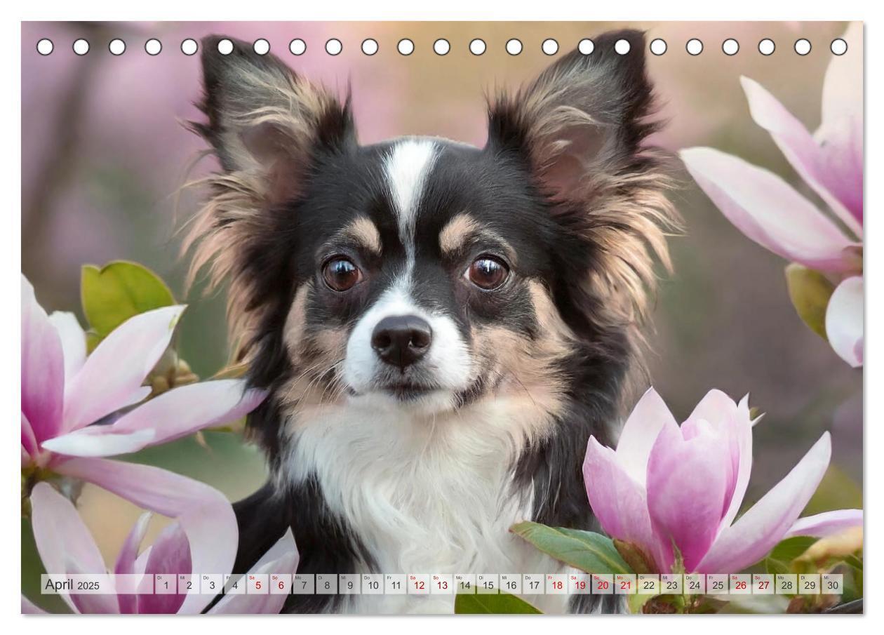 Bild: 9783383811661 | Chihuahuas - Kleine Hunde - große Temperamentbündel (Tischkalender...