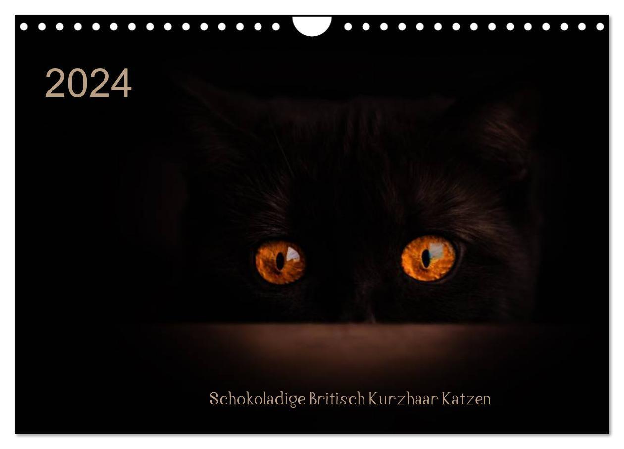 Cover: 9783675463592 | Schokoladige Britisch Kurzhaar Katzen (Wandkalender 2024 DIN A4...