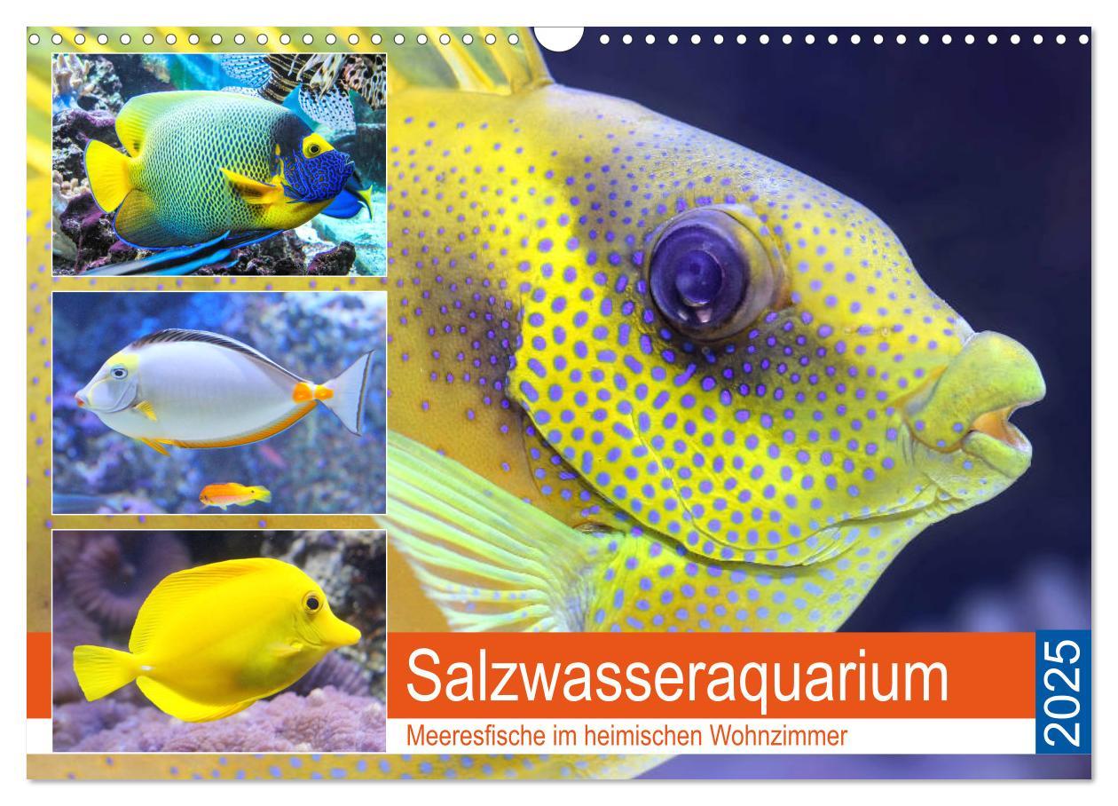 Cover: 9783435201464 | Salzwasseraquarium. Meeresfische im heimischen Wohnzimmer...