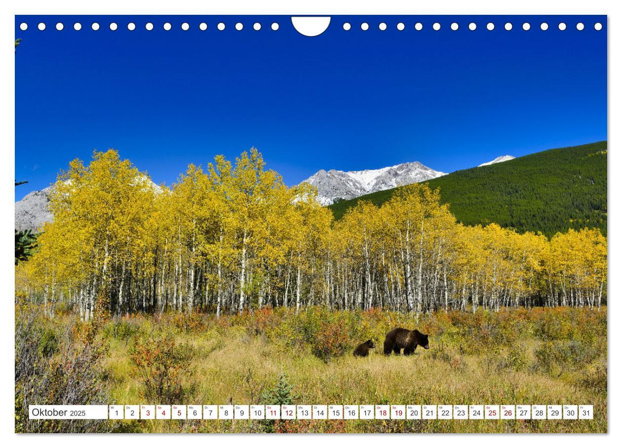 Bild: 9783383855955 | KANADA - Die Bären der Rocky Mountains (Wandkalender 2025 DIN A4...