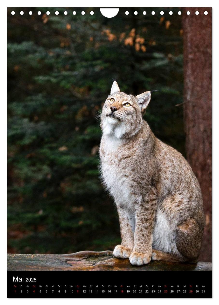 Bild: 9783457007570 | Der Luchs - Europas größte Samtpfote (Wandkalender 2025 DIN A4...