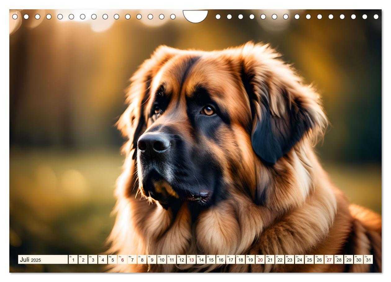 Bild: 9783457244487 | Leonberger - der zahme Löwe (Wandkalender 2025 DIN A4 quer),...