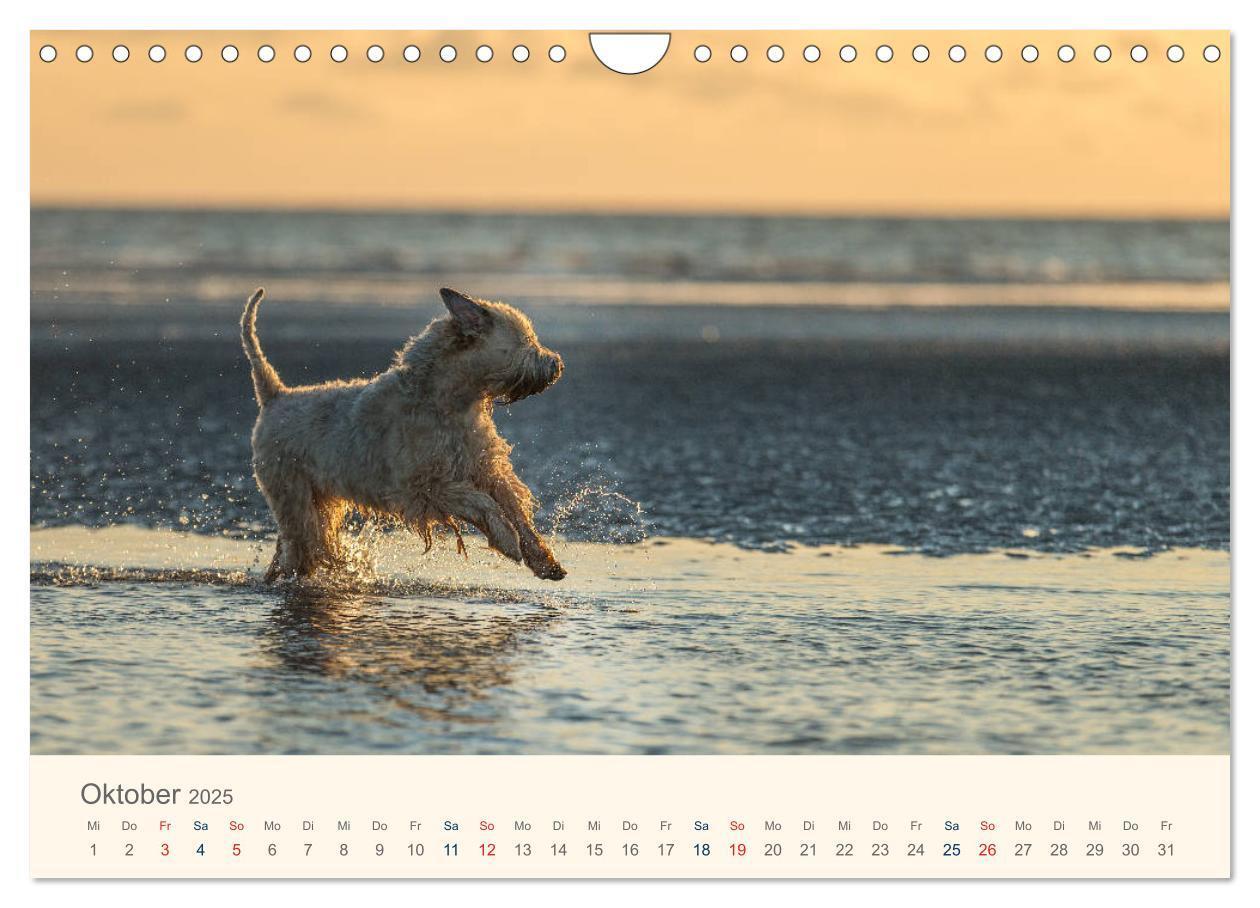 Bild: 9783435427901 | IRISH SOFT COATED WHEATEN TERRIER 2025 (Wandkalender 2025 DIN A4...