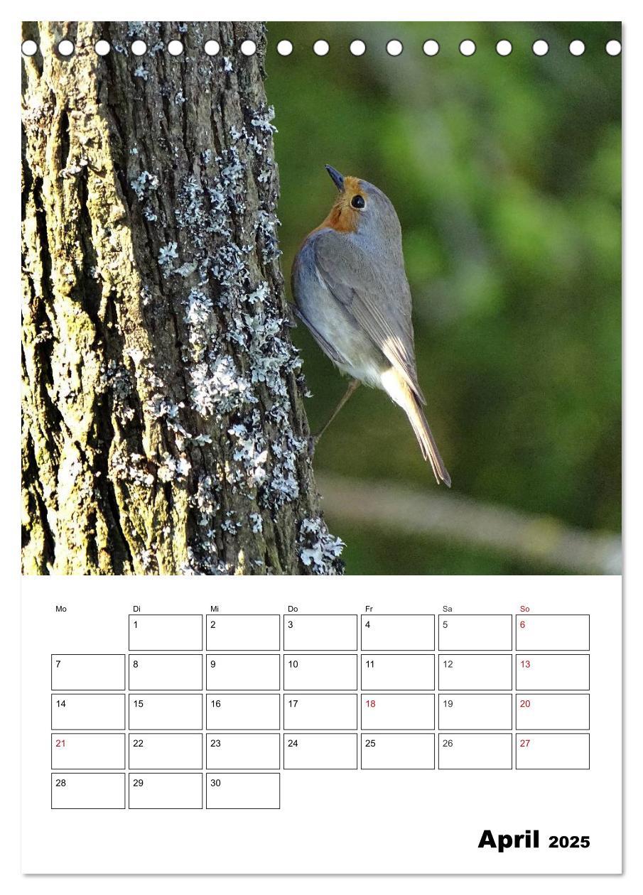 Bild: 9783457041031 | Amsel, Drossel, Fink und Star - beobachtet (Tischkalender 2025 DIN...