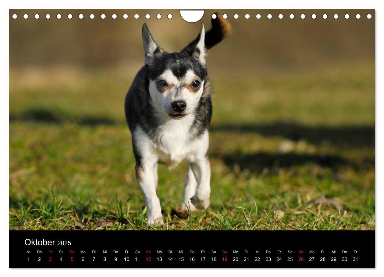 Bild: 9783435767113 | Chihuahua - Kleine Hunde ganz groß (Wandkalender 2025 DIN A4 quer),...