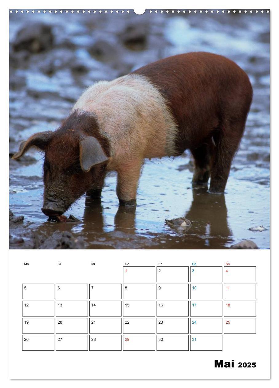 Bild: 9783457077382 | Schweine 2025 (Wandkalender 2025 DIN A2 hoch), CALVENDO Monatskalender