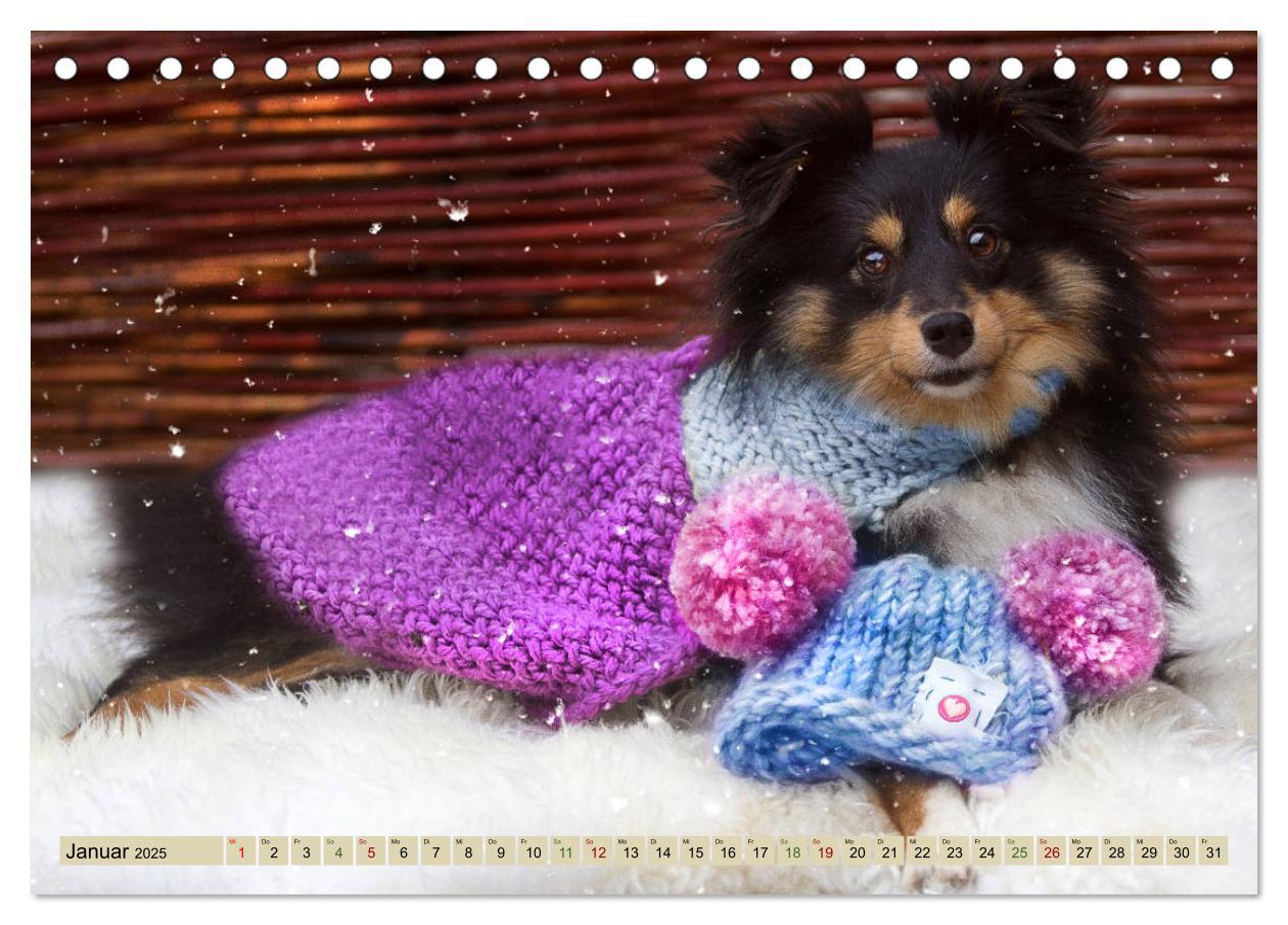 Bild: 9783435422678 | SHELTIES Liebe auf 4 Pfoten (Tischkalender 2025 DIN A5 quer),...