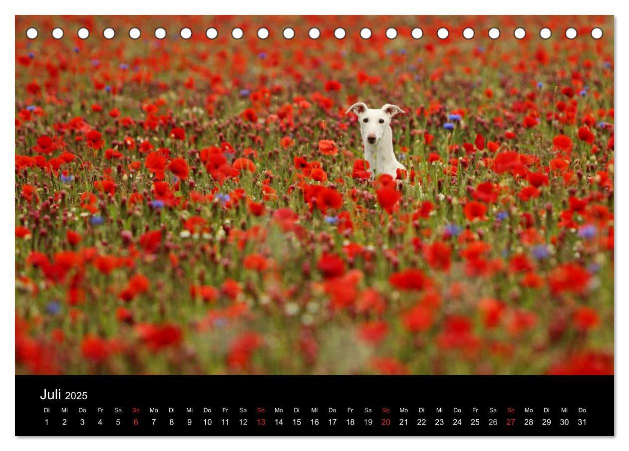 Bild: 9783435773718 | Der Windhundekalender (Tischkalender 2025 DIN A5 quer), CALVENDO...