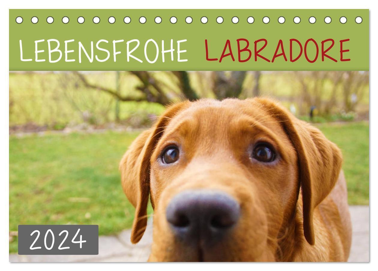 Cover: 9783675870840 | Lebensfrohe Labradore (Tischkalender 2024 DIN A5 quer), CALVENDO...