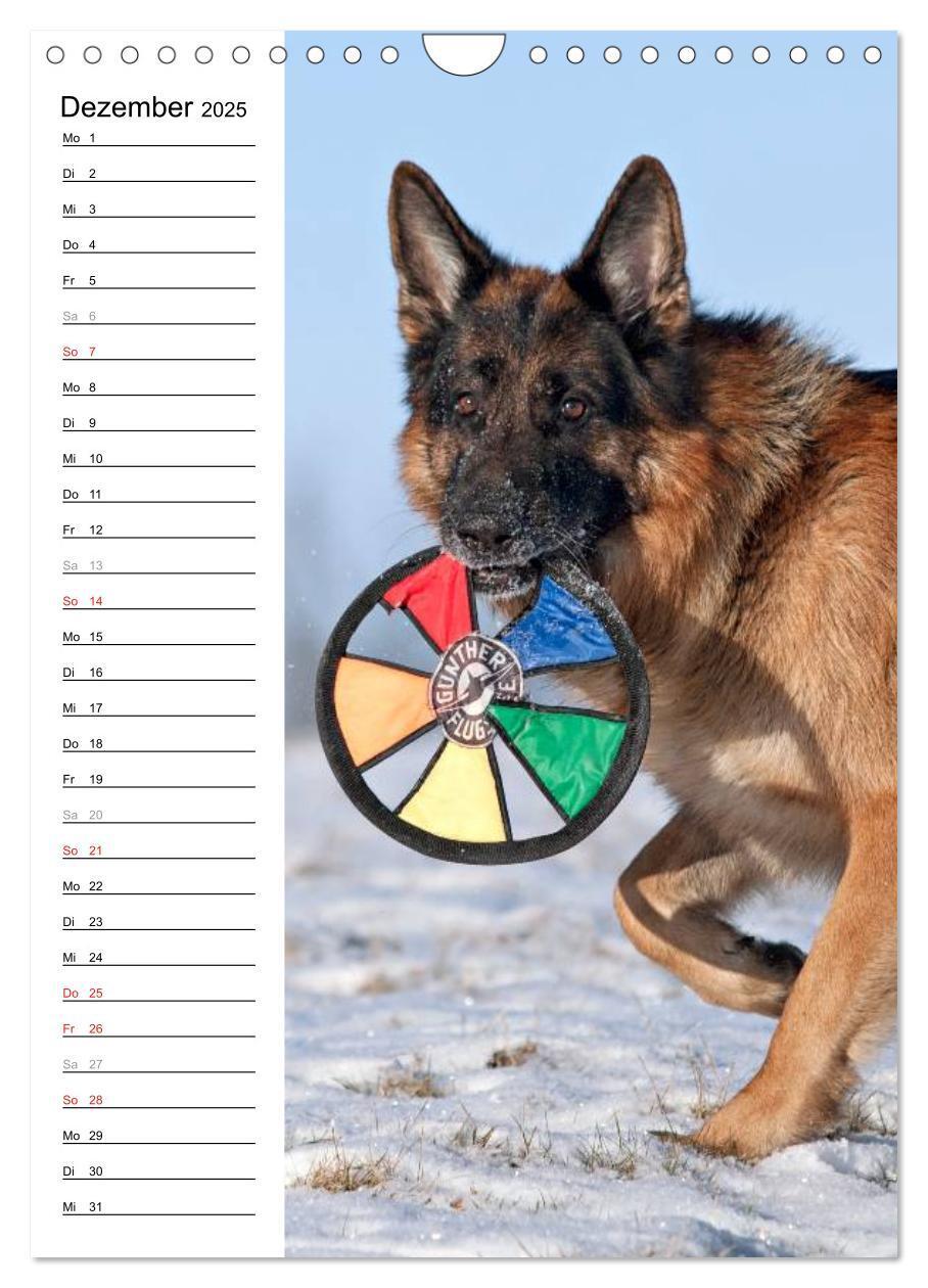 Bild: 9783457008874 | Deutscher Schäferhund - unser bester Freund (Wandkalender 2025 DIN...