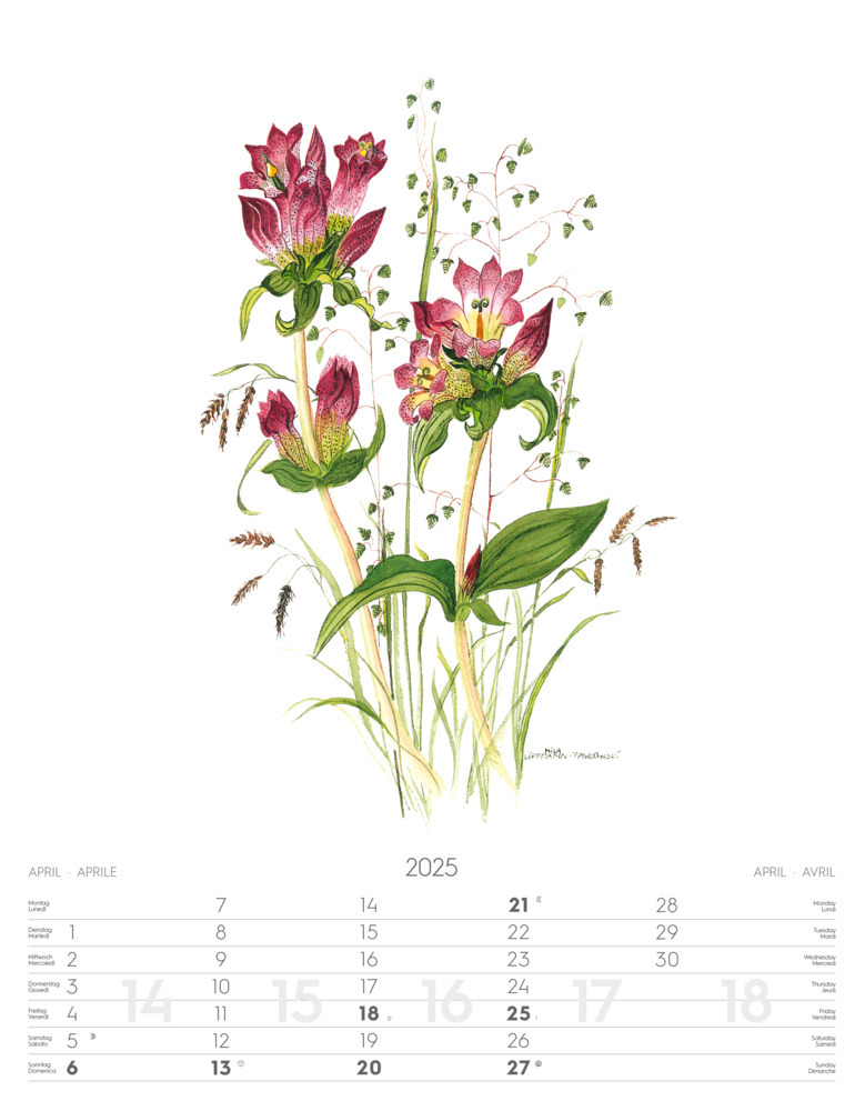 Bild: 9788868397432 | Alpenblumen-Aquarelle Kalender 2025 | Athesia-Tappeiner Verlag | 14 S.