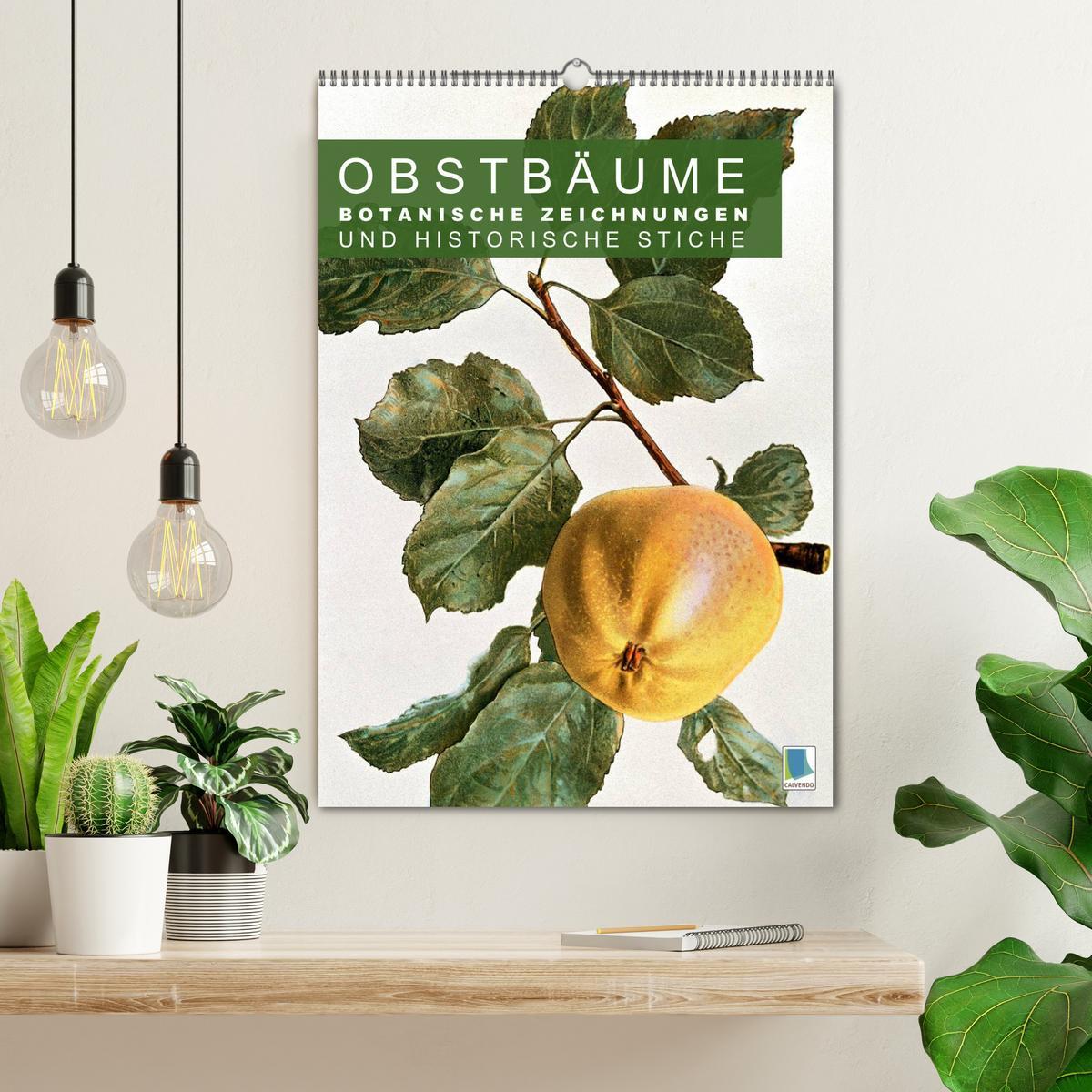 Bild: 9783457046029 | Obstbäume: Botanische Zeichnungen und historische Stiche...