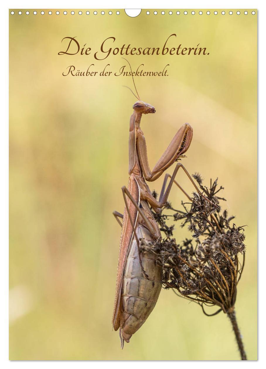 Cover: 9783383140457 | Die Gottesanbeterin. Räuber der Insektenwelt. (Wandkalender 2024...