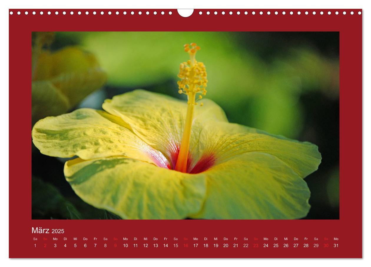 Bild: 9783435583126 | Aloha Blütenzauber aus Hawaii (Wandkalender 2025 DIN A3 quer),...