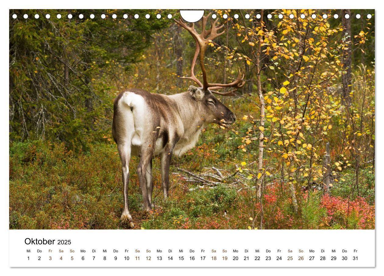 Bild: 9783435354986 | Finnland: eine tierische Entdeckungsreise (Wandkalender 2025 DIN A4...