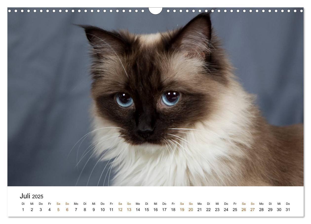 Bild: 9783435753901 | Ragdolls (Wandkalender 2025 DIN A3 quer), CALVENDO Monatskalender