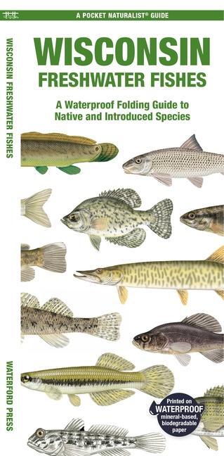 Cover: 9781620056578 | Wisconsin Freshwater Fishes | Matthew Morris | Poster | Englisch