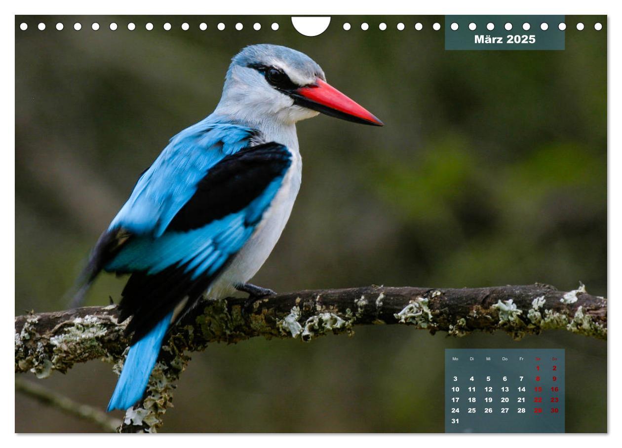 Bild: 9783435176182 | Faszinierende Tierwelt des Kruger National Parks (Wandkalender 2025...