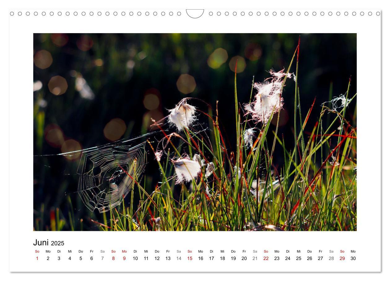 Bild: 9783435026593 | Rotes und Schwarzes Moor (Wandkalender 2025 DIN A3 quer), CALVENDO...