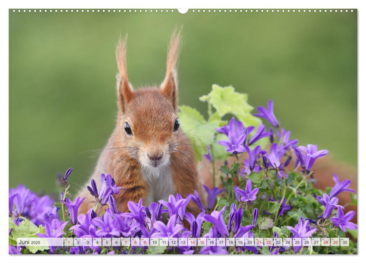 Bild: 9783435566006 | Besondere Augenblicke mit Eichhörnchen (Wandkalender 2025 DIN A2...