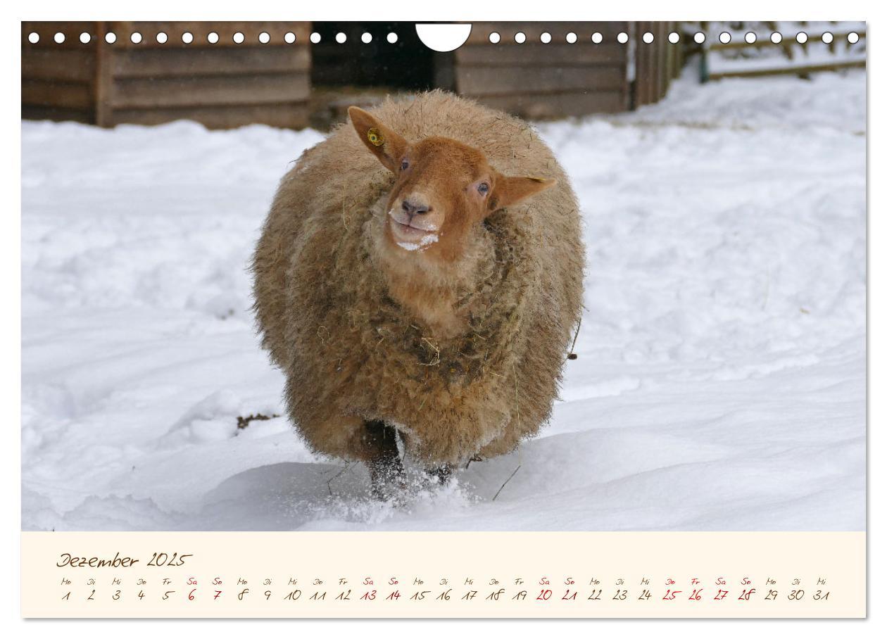 Bild: 9783435173259 | Coburger Fuchsschaf (Wandkalender 2025 DIN A4 quer), CALVENDO...