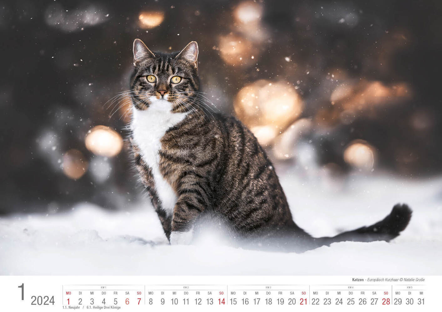 Bild: 9783965352001 | Katzen 2024 Bildkalender A3 quer - Natalie Große | Holger Klaes | 2024