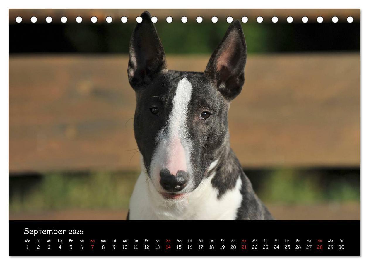 Bild: 9783435767694 | Bullterrier (Tischkalender 2025 DIN A5 quer), CALVENDO Monatskalender