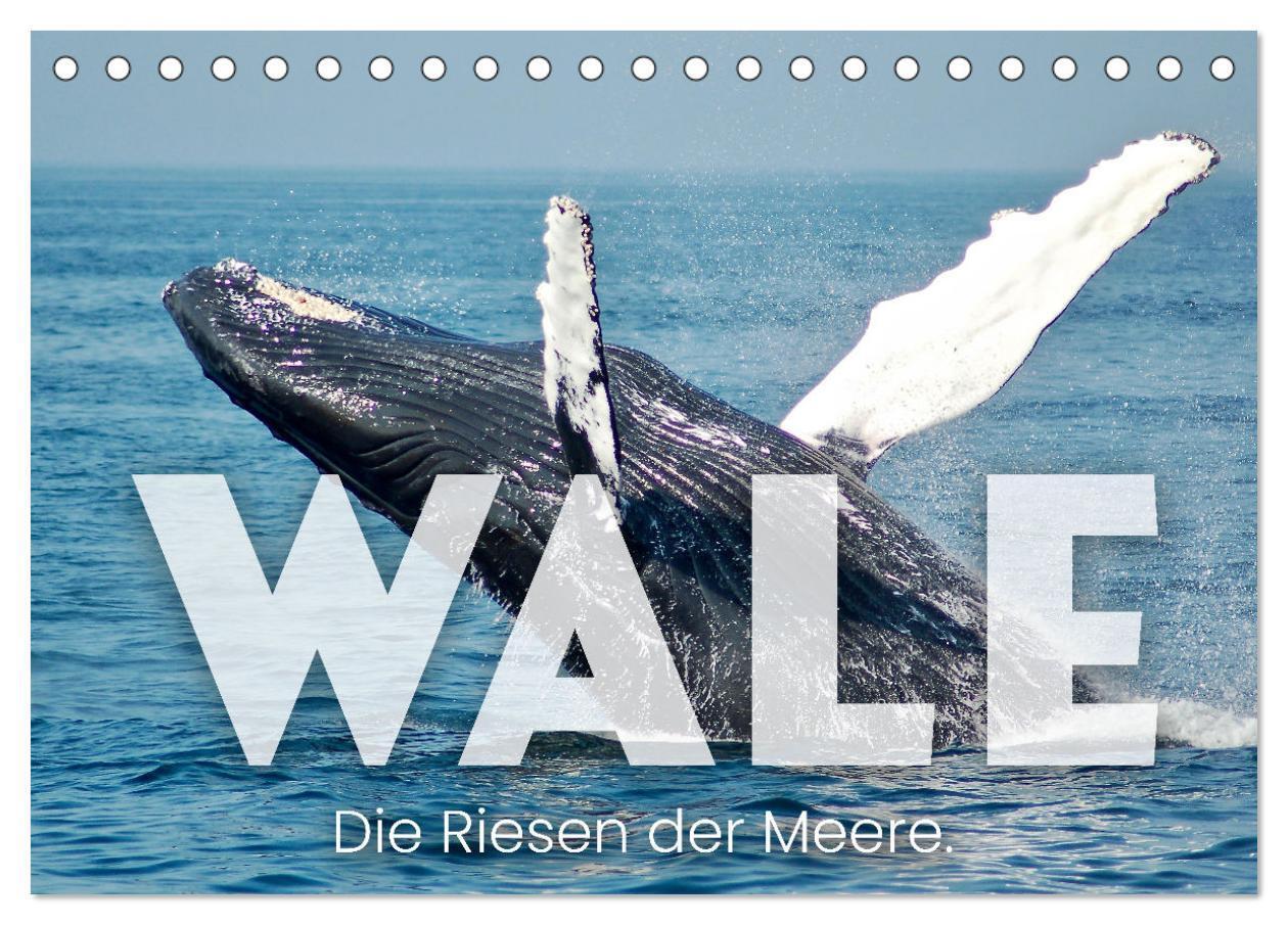 Cover: 9783675711495 | Wale - Die Riesen der Meere. (Tischkalender 2024 DIN A5 quer),...