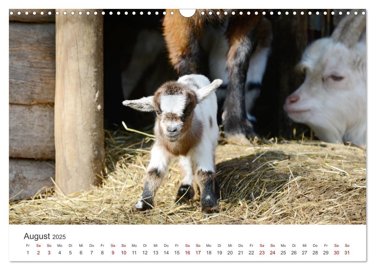 Bild: 9783435053643 | Ziegenkinder (Wandkalender 2025 DIN A3 quer), CALVENDO Monatskalender