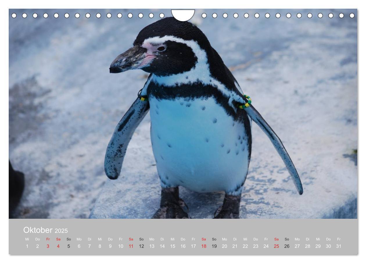 Bild: 9783435790371 | Pinguine 2025 (Wandkalender 2025 DIN A4 quer), CALVENDO Monatskalender