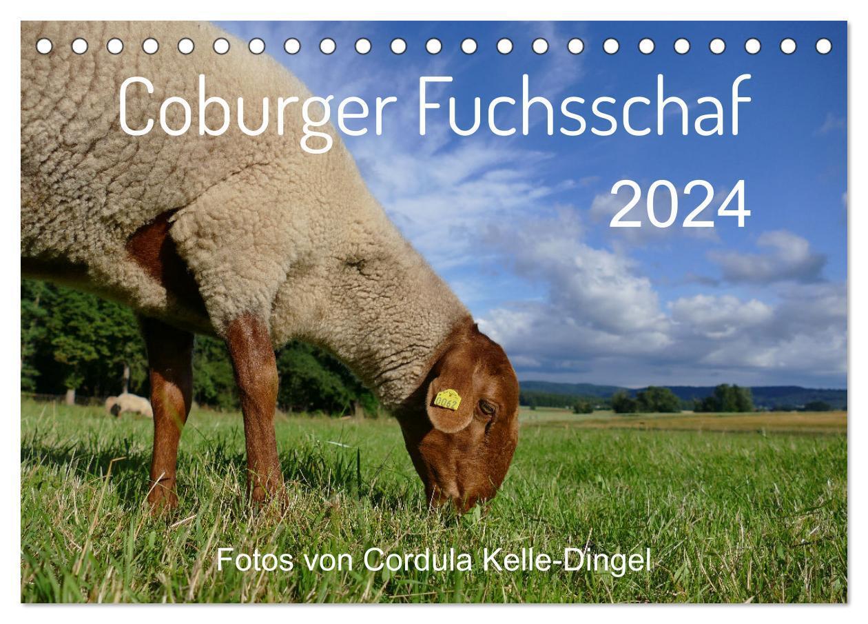 Cover: 9783383722752 | Coburger Fuchsschaf (Tischkalender 2024 DIN A5 quer), CALVENDO...