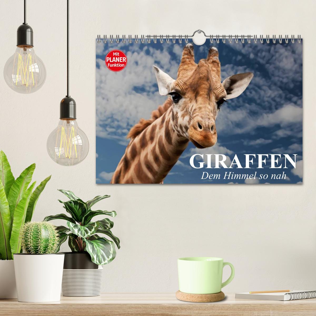 Bild: 9783435535330 | Giraffen. Dem Himmel so nah (Wandkalender 2025 DIN A4 quer),...